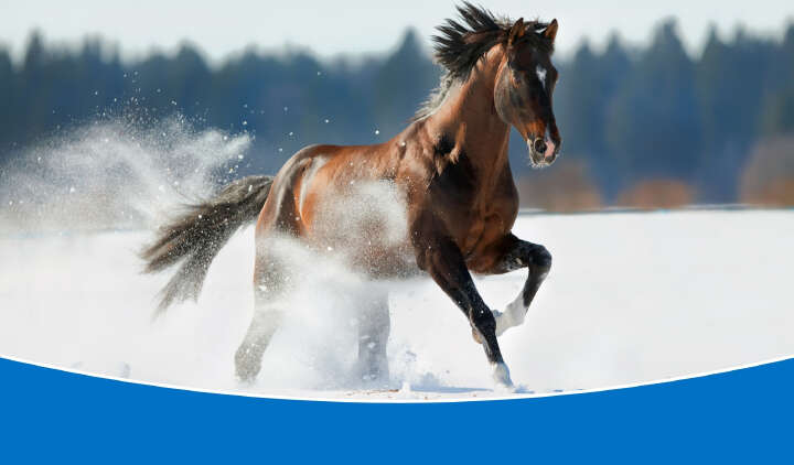 Höveler Banner Webshop Desktop   Mit dem Pferd gut durch den Winter   2007px x 1175 px